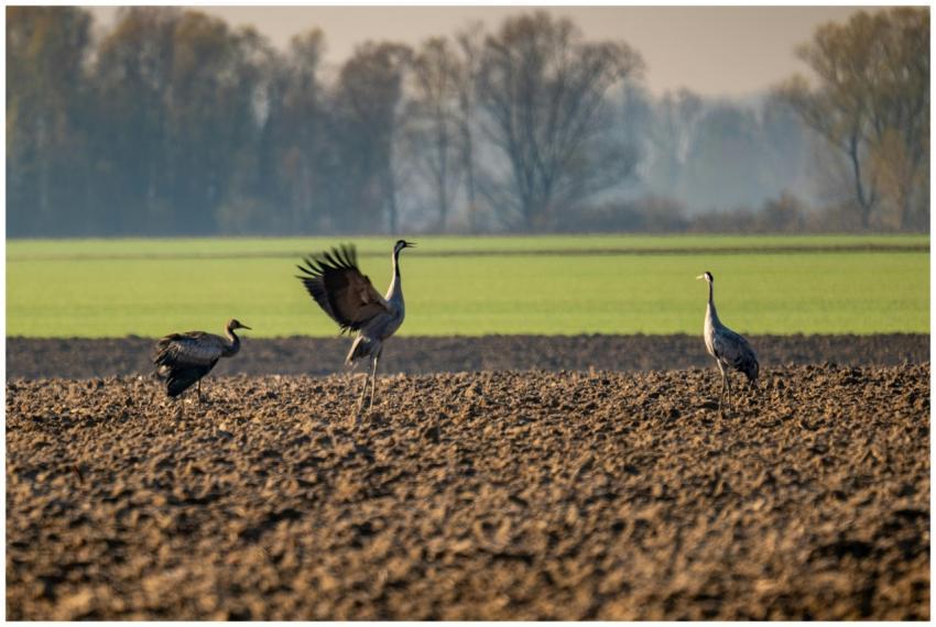 Cranes Flight Over Croatian