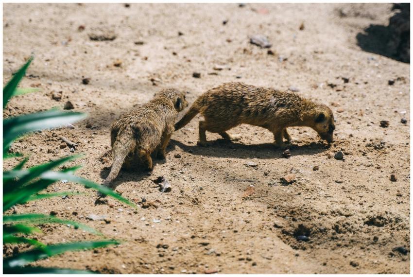 Two adorable meerkats exploring the sandy terrain
