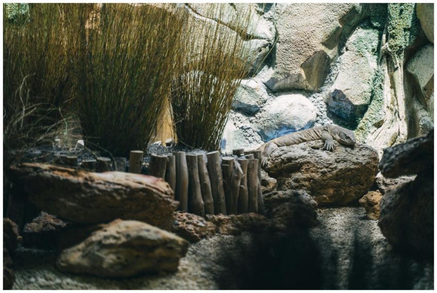 A lizard sunbathing on rocks surrounded by dry pla