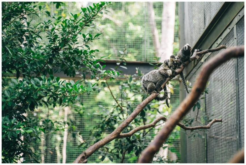 Marmosets perched on branches inside a lush zoo en