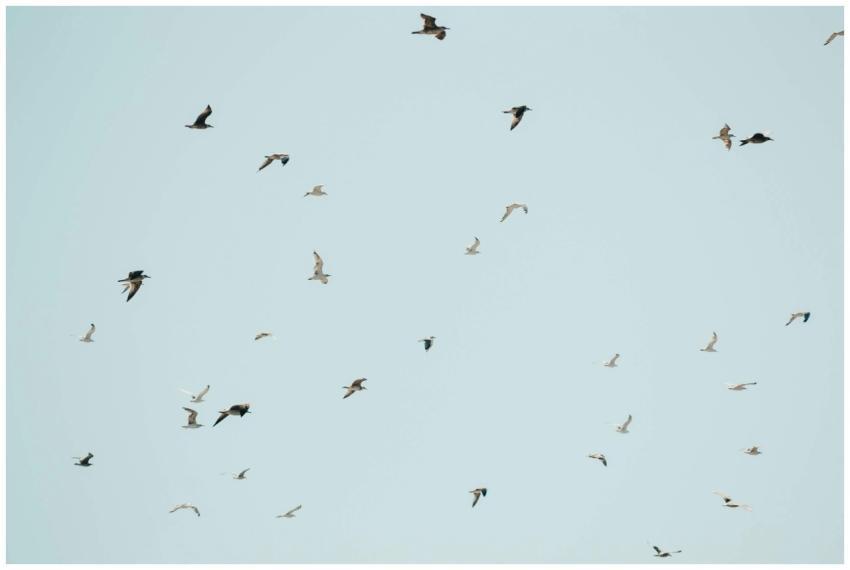 A beautiful flock of birds soaring freely in a cle