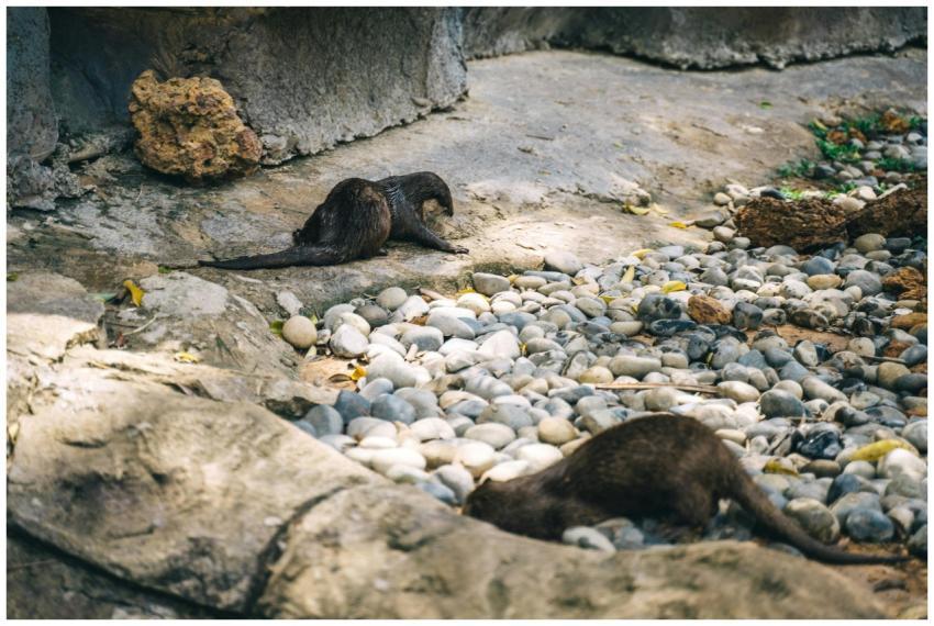 A pair of otters exploring a rocky area outdoors,
