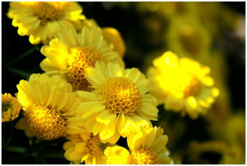 Stunning close-up of vibrant yellow chrysanthemums