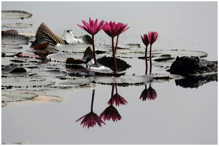 Serene image of vibrant pink water lilies reflecti