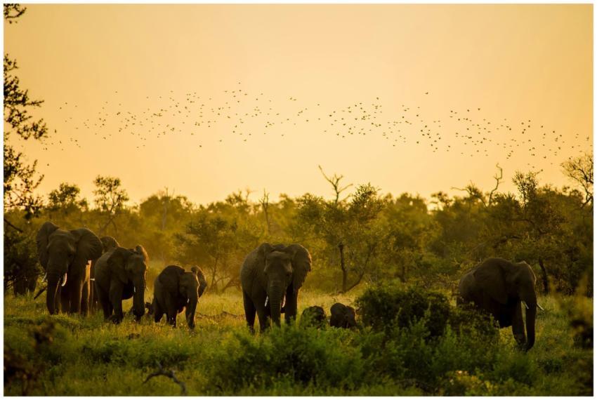 A herd of African elephants at sunset in South Afr