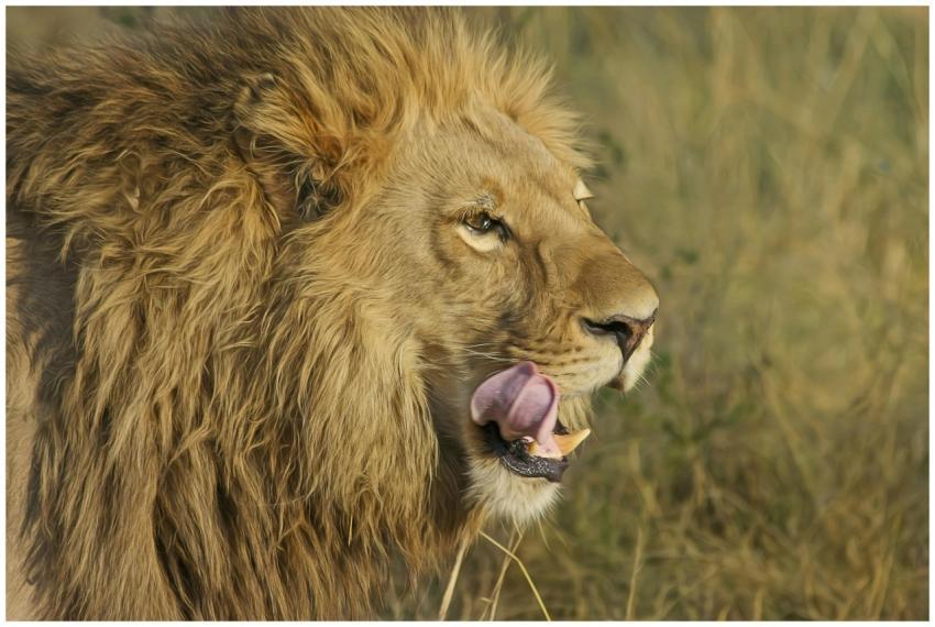 Close-up portrait of a lion in the wild, showcasin