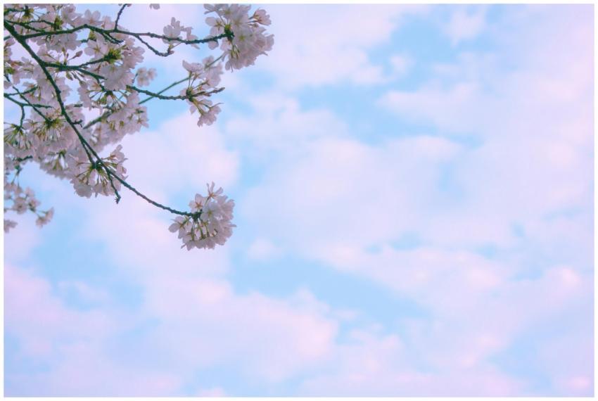 Beautiful cherry blossoms against a clear blue sky