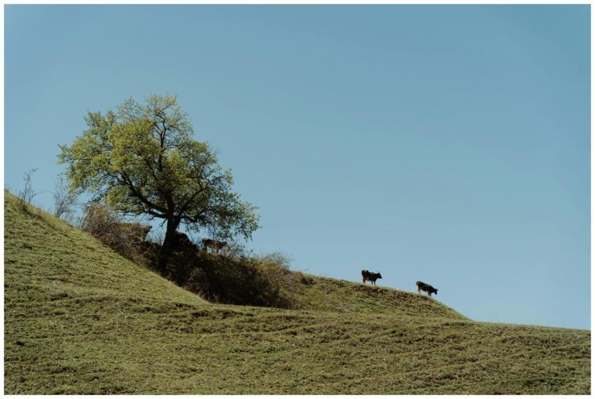 Rolling hills and grazing cattle under a clear blu