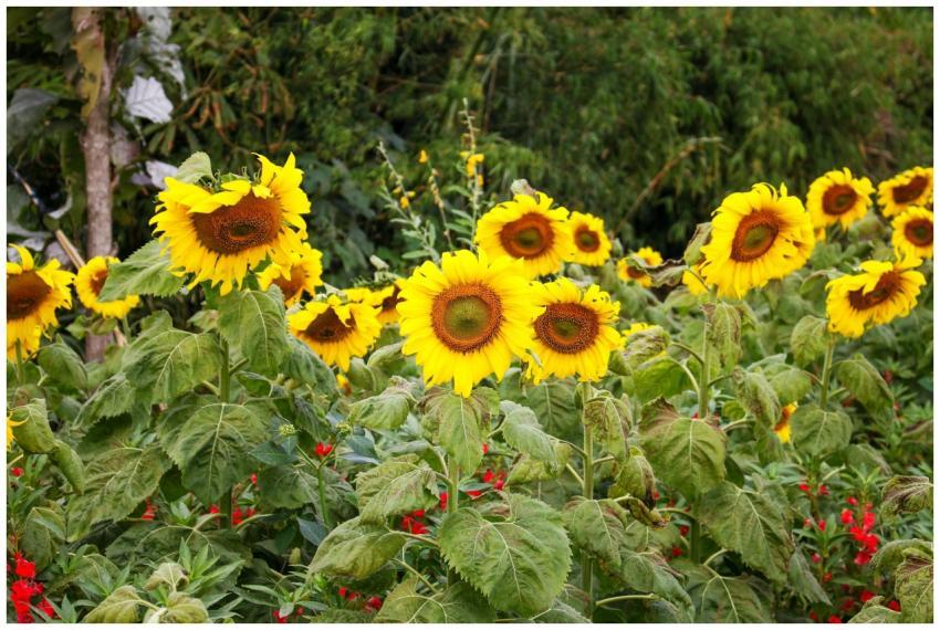 A beautiful field of sunflowers in full bloom duri