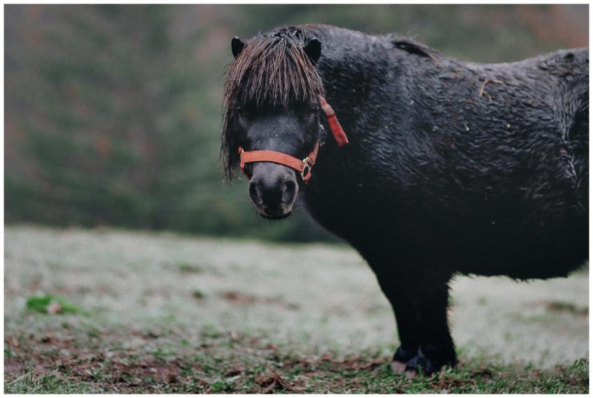 A portrait of a black pony standing in an outdoor