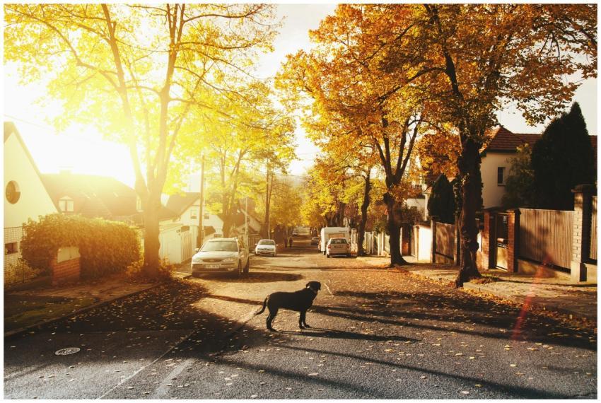 A peaceful autumnal street scene with a dog in a s