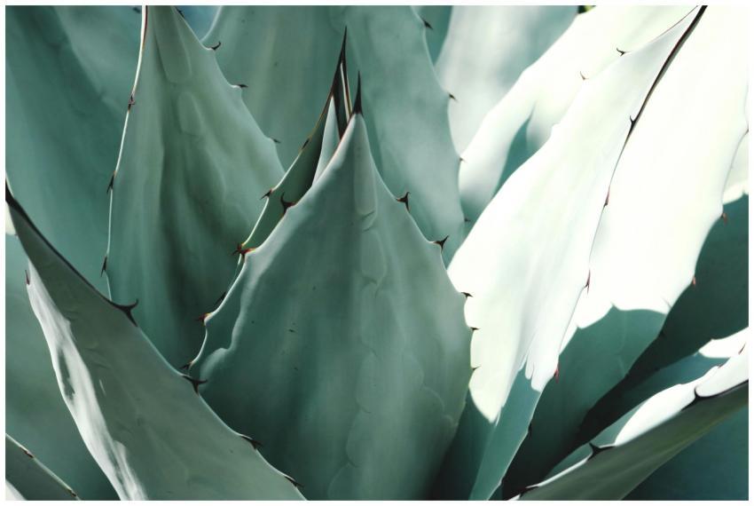 Detailed macro shot of an agave plant with sharp t