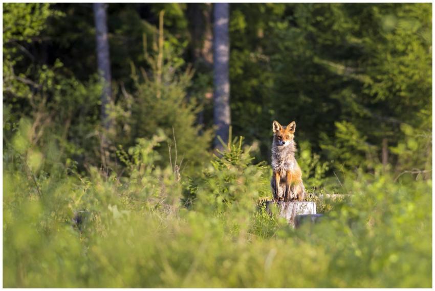 A red fox sits attentively in a sunny forest clear