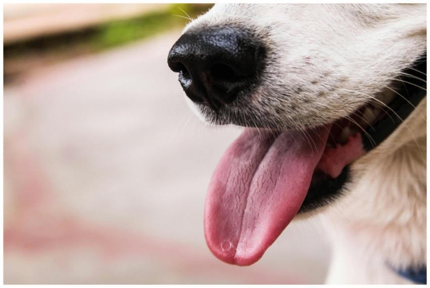 Close-up view of a dog's nose and tongue outdoors,