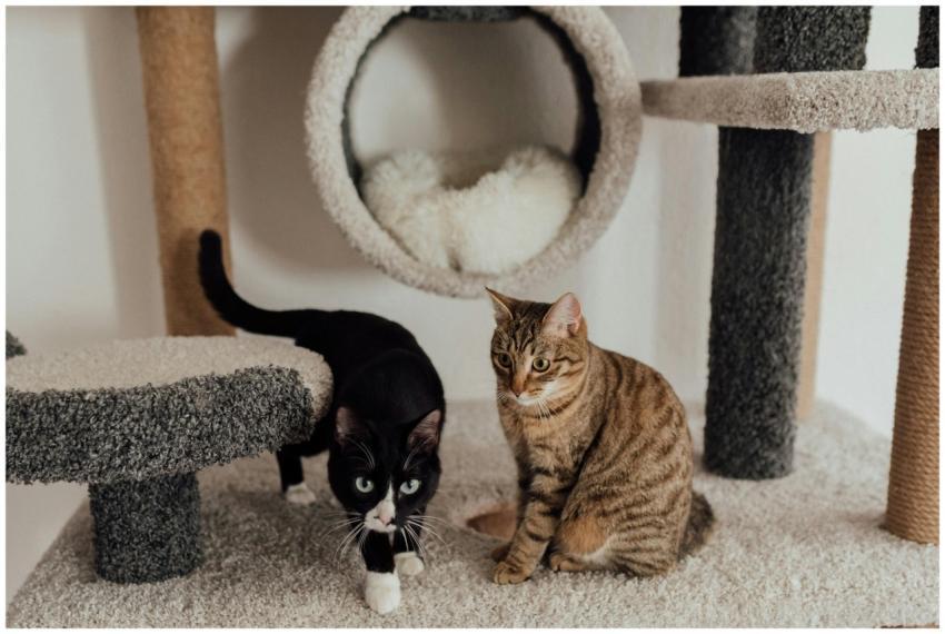 Two cute cats on a carpeted cat tree, showcasing p