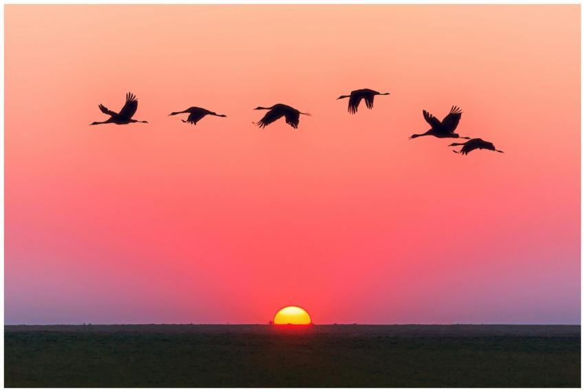 A serene image of birds in flight silhouetted agai