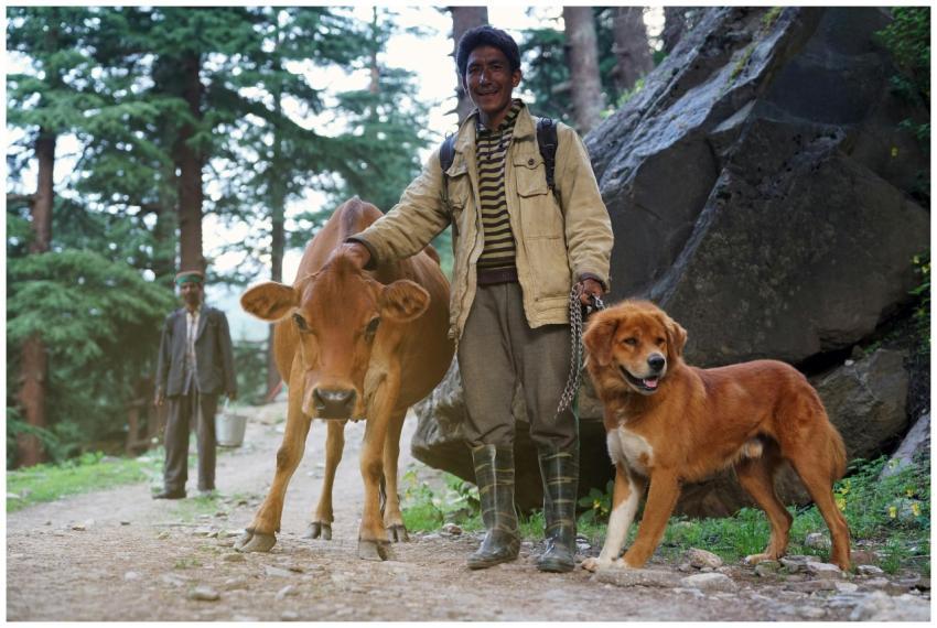 A man smiles with his cow and dog on a forest path