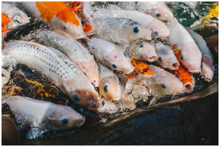 A colorful group of koi fish swimming actively in