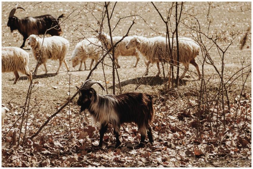 A herd of goats and sheep graze in a dry, leaf-cov