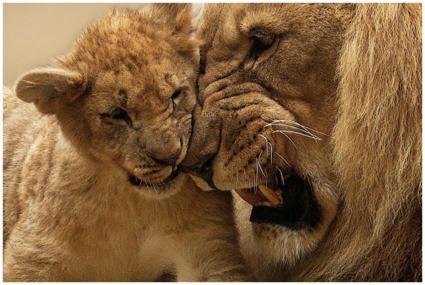 Tender moment shared between a lion and its cub, s