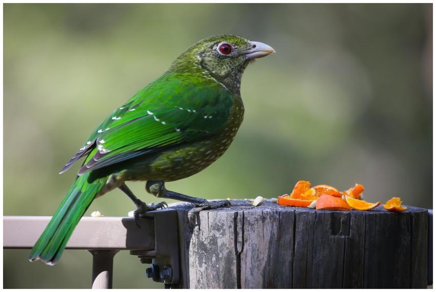 A beautiful green bird perched on a log, enjoying