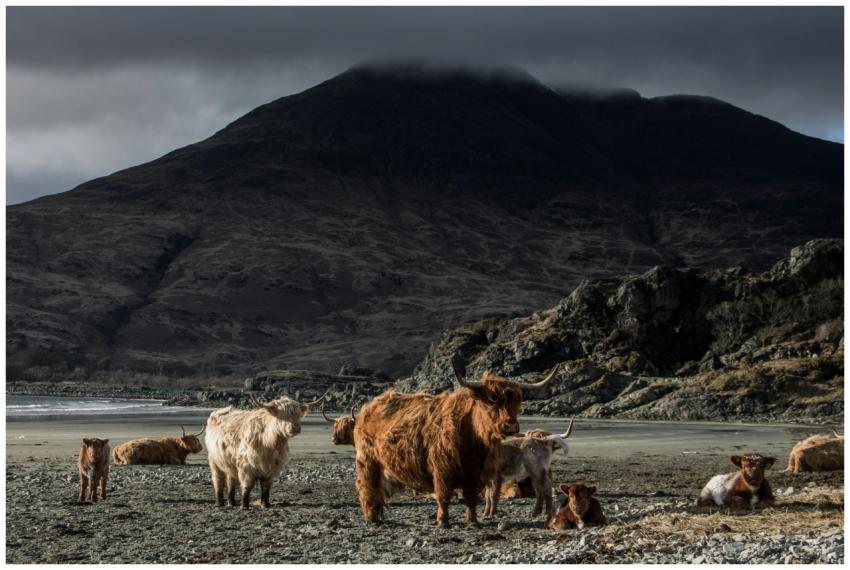 A herd of Highland cattle rests by the mountains u