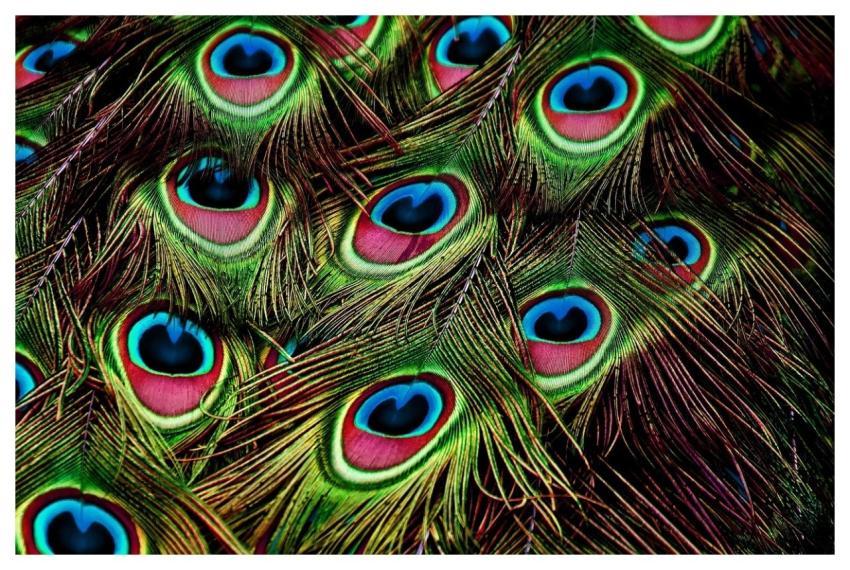 Peacock Feathers Plumage Pattern