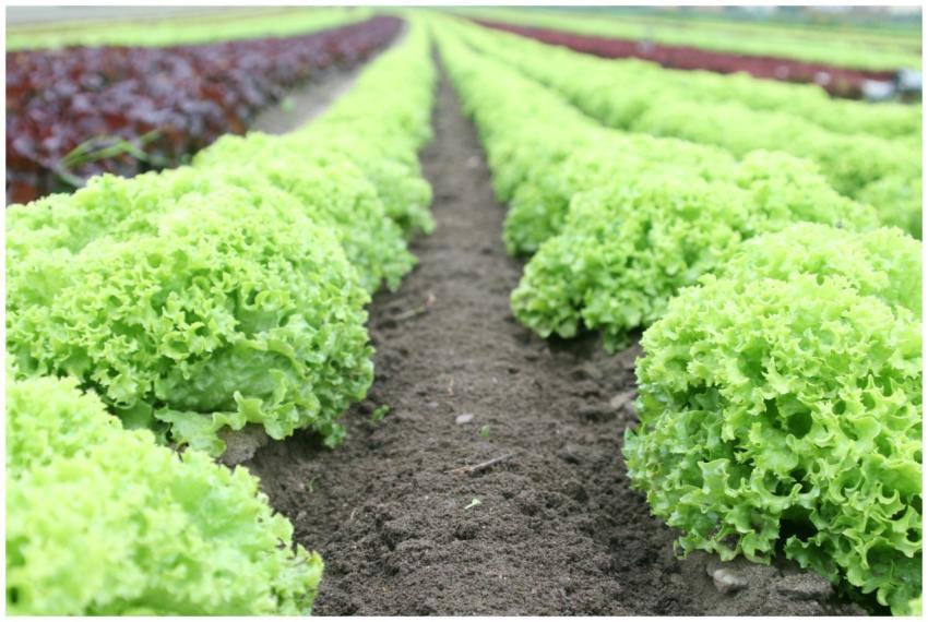 Close-up of vibrant green lettuce rows in a well-t