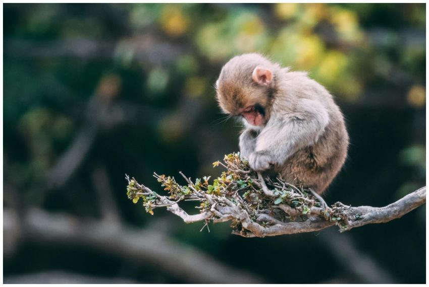 A cute young macaque resting on a tree branch with