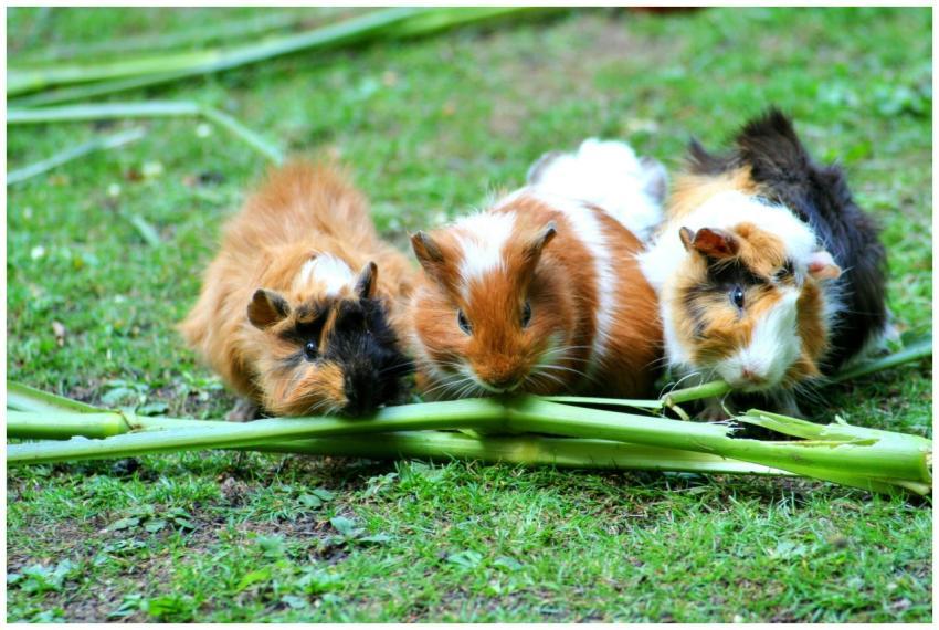 Three cute guinea pigs enjoying fresh green stalks