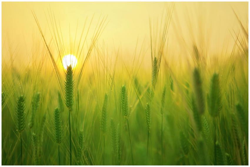 Green wheat field illuminated by the soft glow of