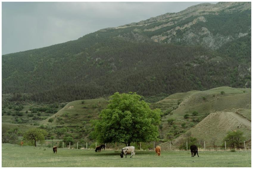 Idyllic countryside with cows grazing under a tree