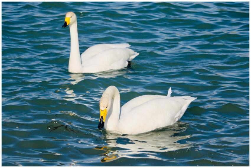 Beautiful pair of swans gracefully swimming in a s