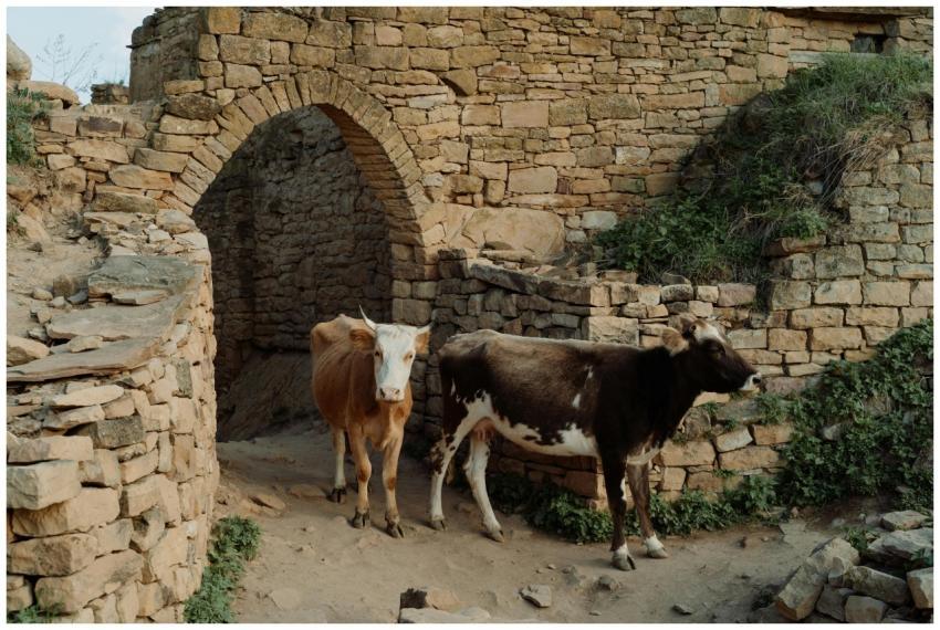 Two cows stand in a rustic stone passage, highligh