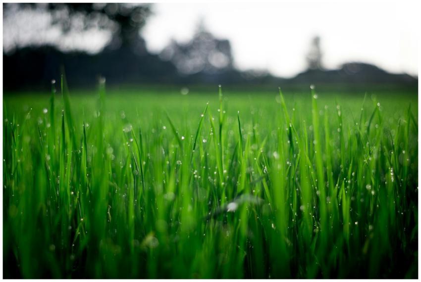 Close-up of lush green grass covered with morning
