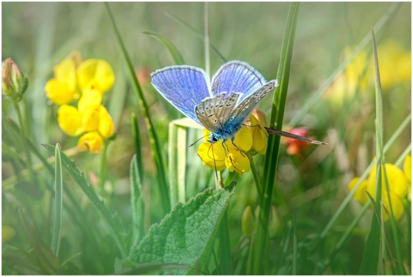 A vivid blue butterfly perched on a yellow wildflo