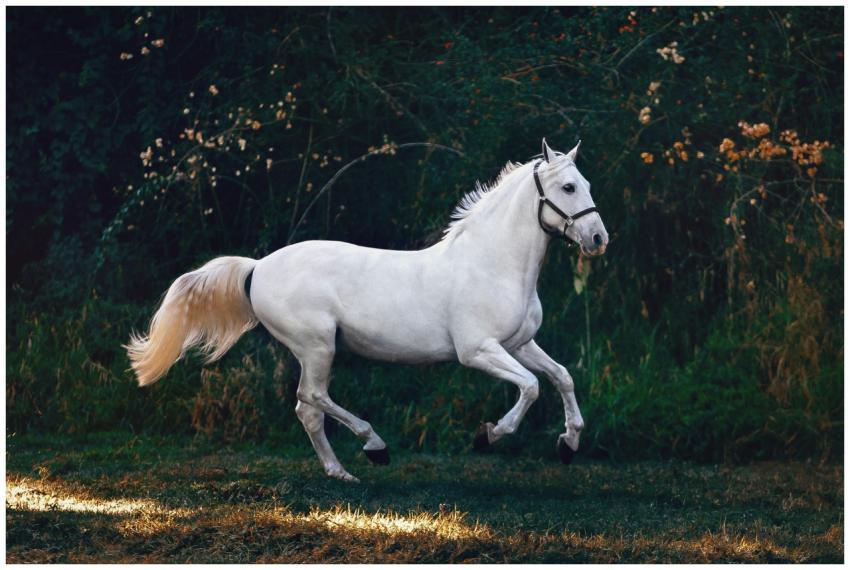 A majestic white horse gallops gracefully through
