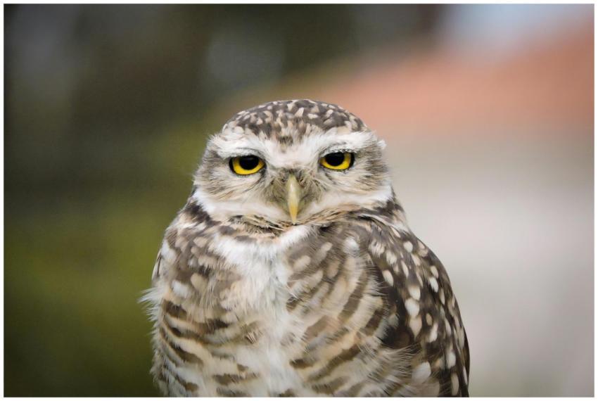 A striking close-up of a Burrowing Owl with intens