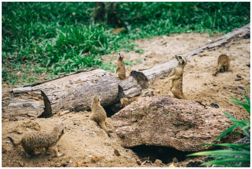 A group of meerkats standing alert in their natura