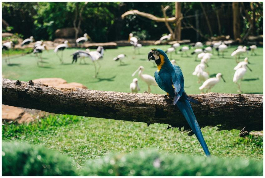 A vibrant blue macaw perched on a log with a backd