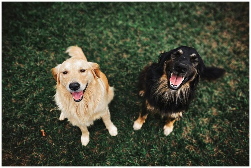Two happy dogs looking up, smiling, sitting on a g