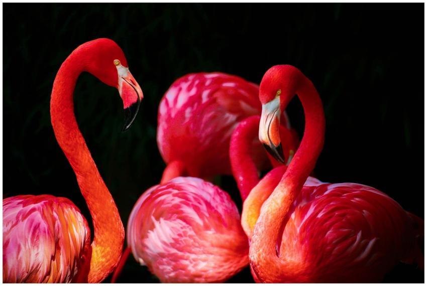 Bright pink Caribbean flamingos gracefully interac