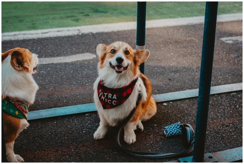 Two playful Corgis with trendy bandanas sit outdoo