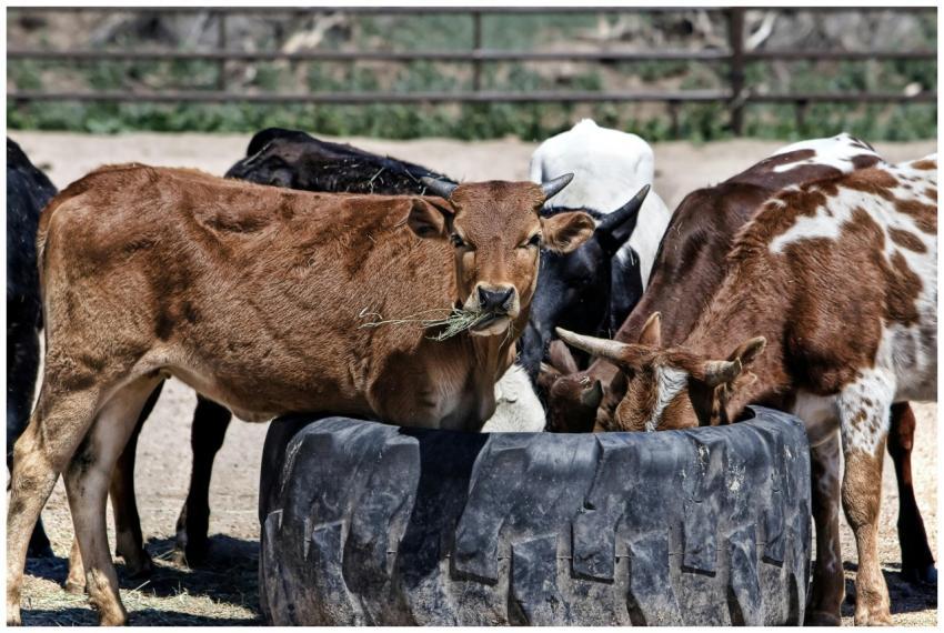 Cows gather at a feeding trough in a rural field,
