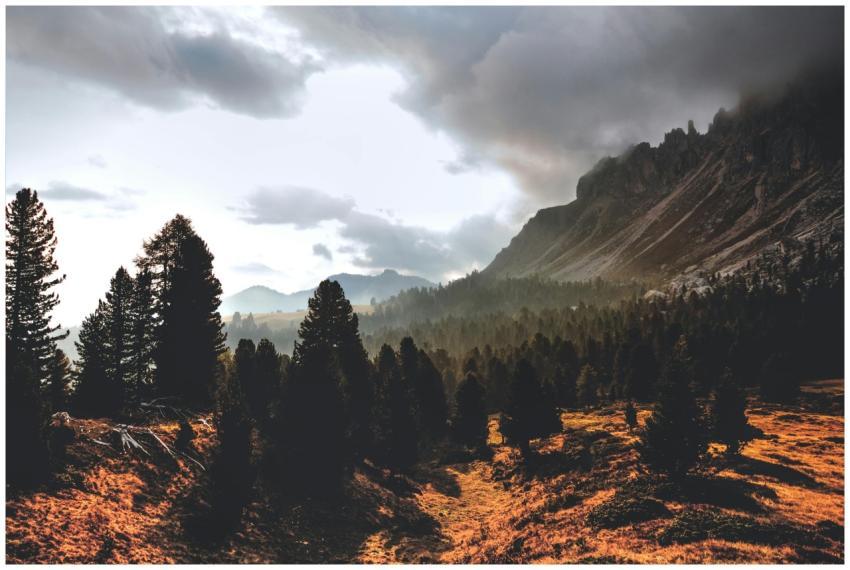 Serene mountain landscape with sunlit pine forest