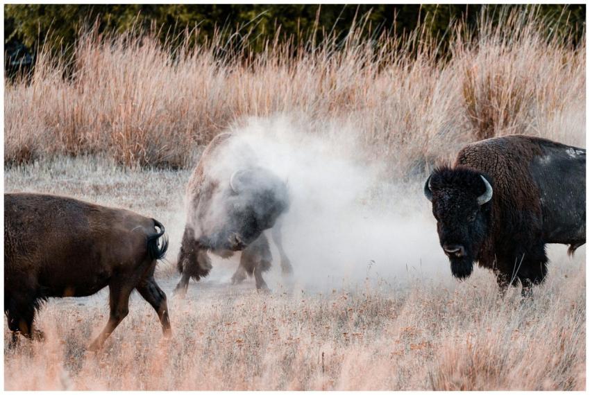 A herd of bison in a grassy field, kicking up dust