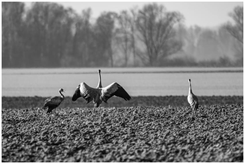 Cranes Black White Rural