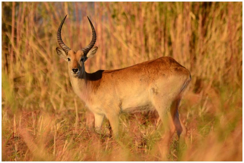 A majestic antelope stands alert in the grasslands