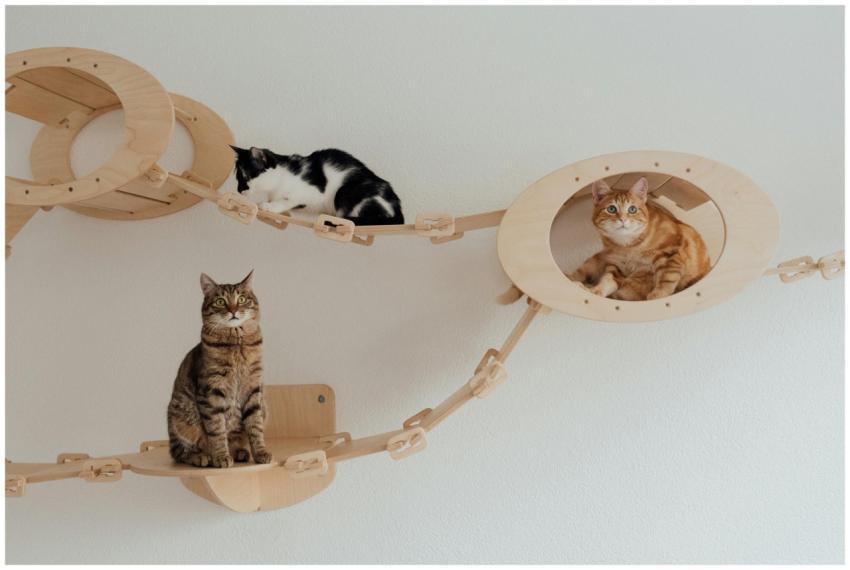 Three cats lounging on a custom wooden bridge indo
