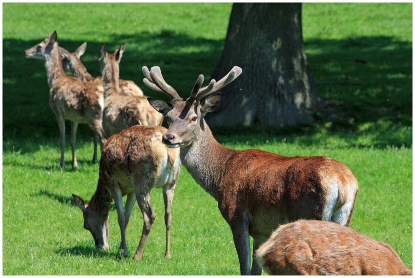 A group of red deer grazing peacefully in a sunlit